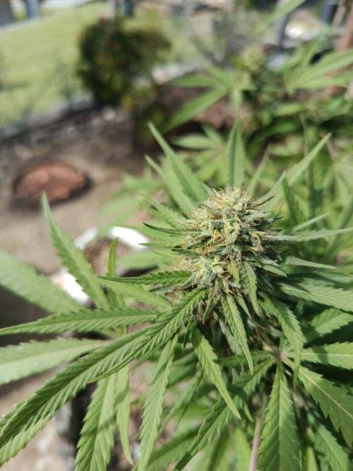 Cookies Haze - Organic - Outdoor. Week 24