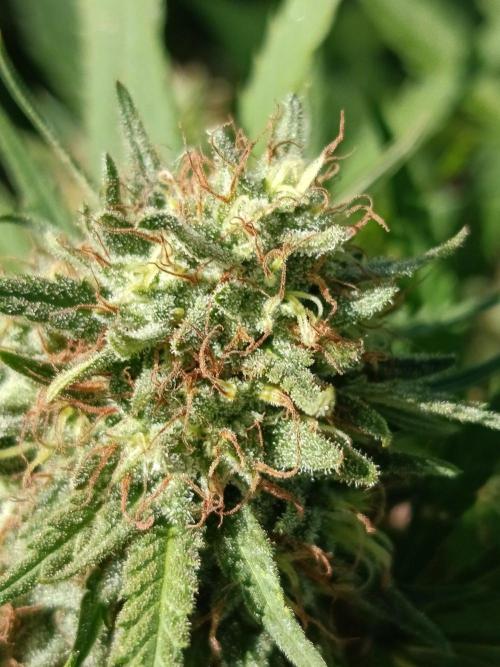 Cookies Haze - Organic - Outdoor. Week 24