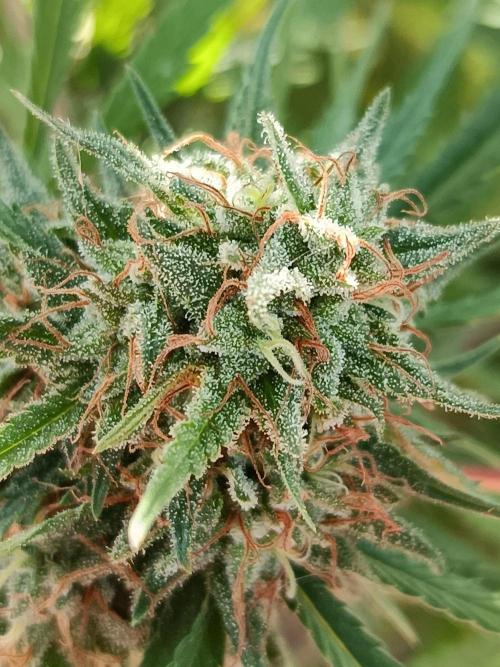 Cookies Haze. Week 24