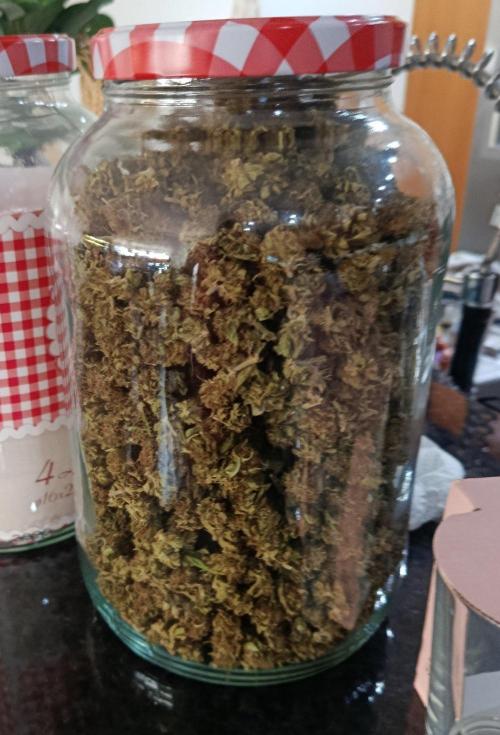 Banana Sherbet - Outdoor - Organic. Week 26