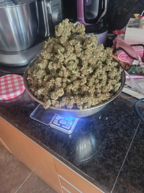 Banana Sherbet - Outdoor - Organic. Week 26