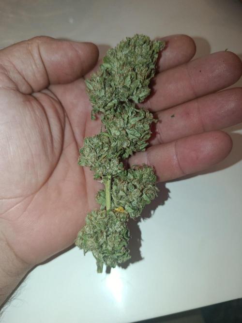 Northern Ligths 10/10 - Outdoor/Organic. Week 27