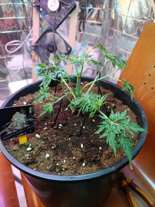 Frosty Purple Freak - Indoor/Organic. Week 6