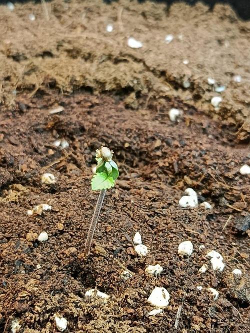 Purple Devil Auto - Organic. Week 0