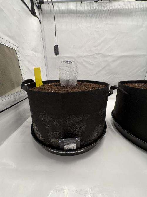 FB Auto Duo: Purple & Guava. Week 0