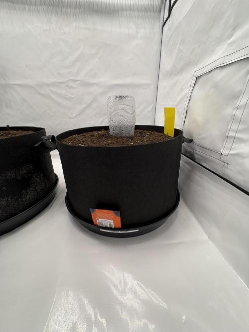 FB Auto Duo: Purple & Guava. Week 0