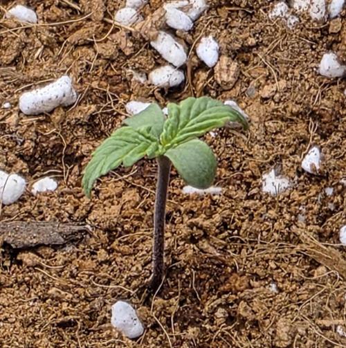 Big Bud Auto. Week 1