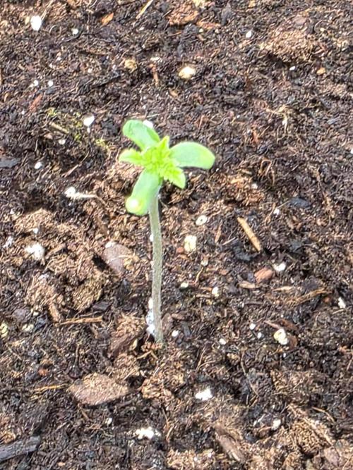 Watermelon Zkittlez Auto. Week 0