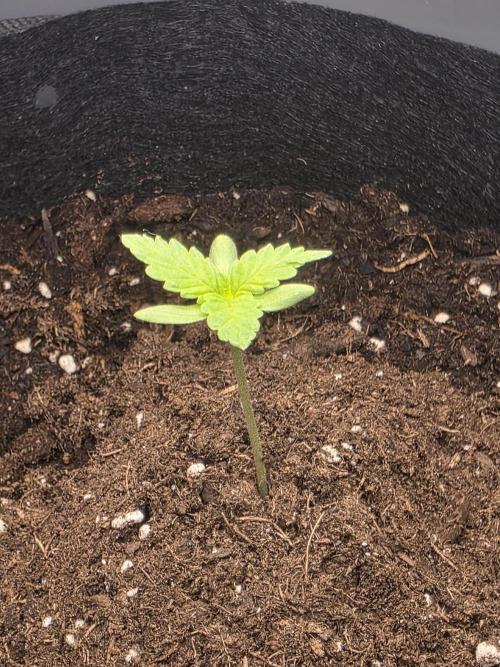 Watermelon Zkittlez Auto. Week 0 - June 26