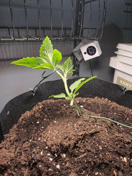 Watermelon Zkittlez Auto. Week 3