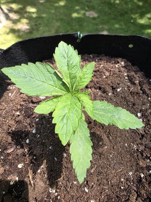 Watermelon Zkittlez Auto. Week 2