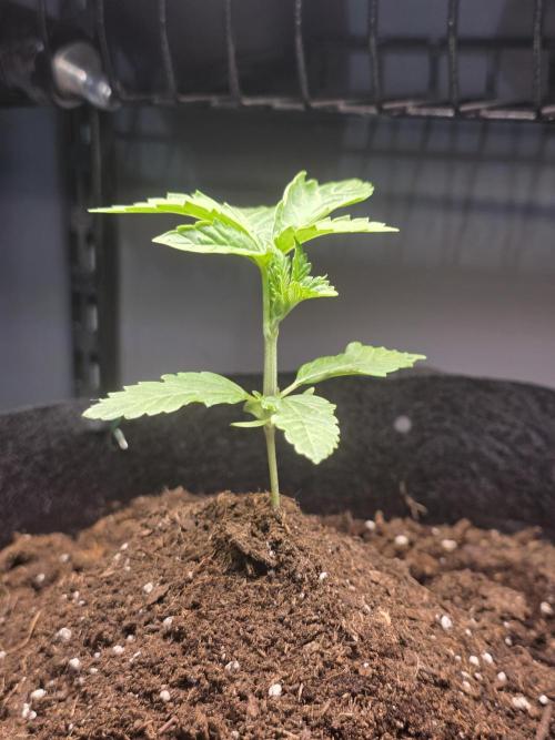 Watermelon Zkittlez Auto. Week 2