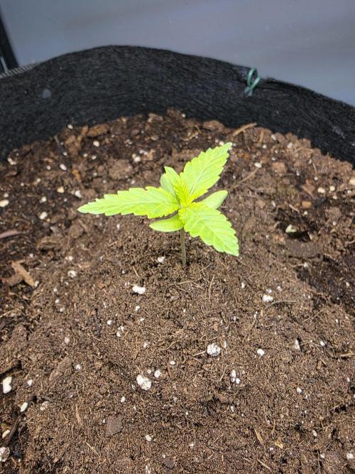Watermelon Zkittlez Auto. Week 1