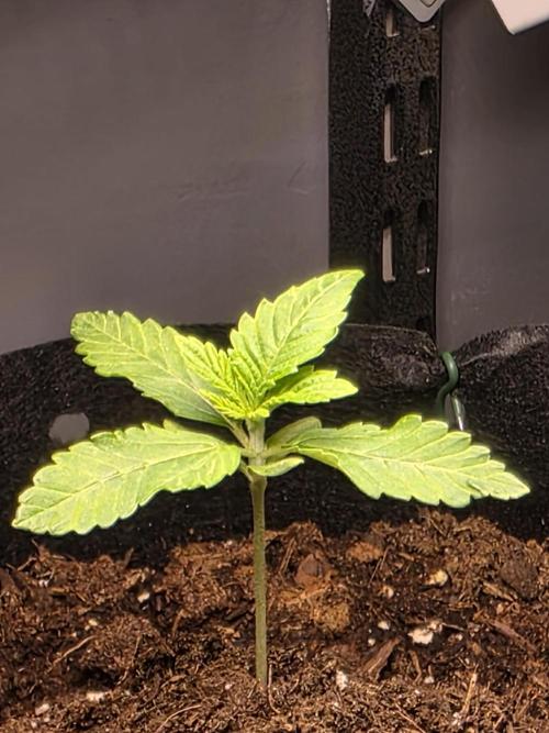 Watermelon Zkittlez Auto. Week 1