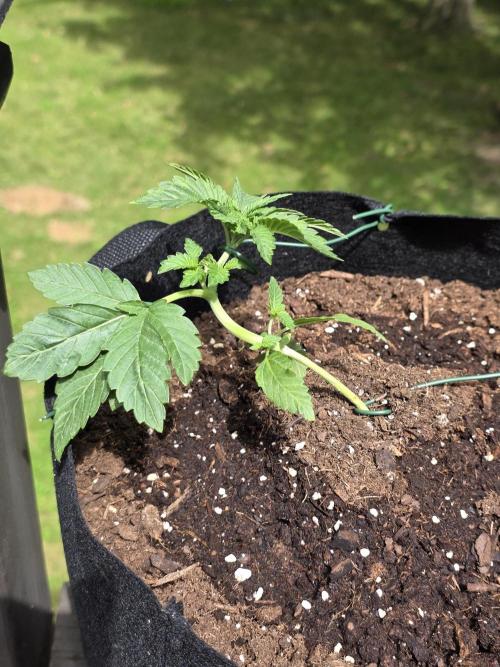Watermelon Zkittlez Auto. Week 4