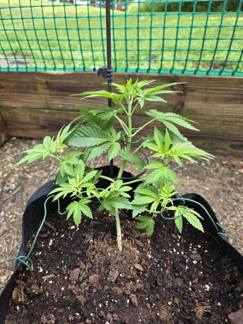Watermelon Zkittlez Auto. Week 4