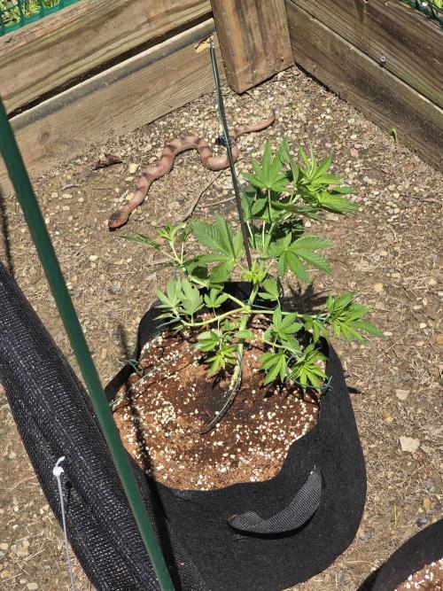 Watermelon Z Auto. Week 4