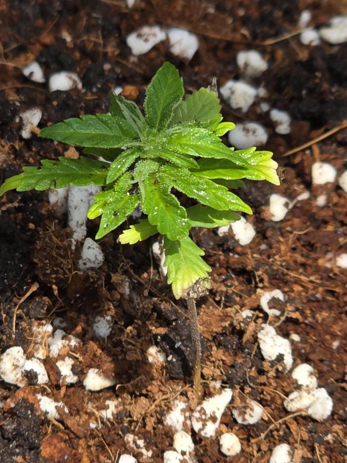 Big Bud Indica 5/18/26. Week 8