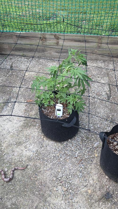 Watermelon Z Auto. Week 6