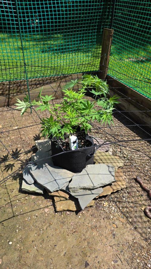 Watermelon Zkittlez Auto. Week 8 - tucked some branches and removed all the yellow/spotted leaves. 