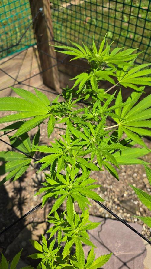 Watermelon Zkittlez Auto. Week 11