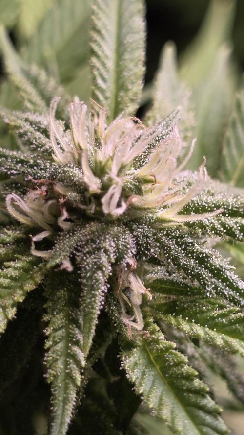 Watermelon Zkittlez Auto. Week 13