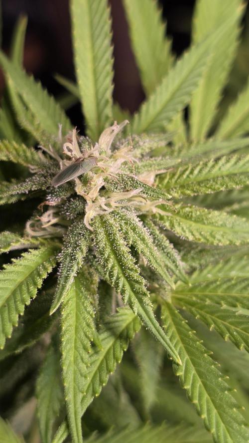 Watermelon Zkittlez Auto. Week 13