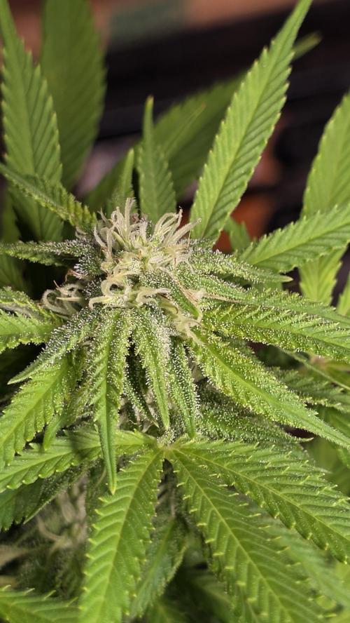 Watermelon Zkittlez Auto. Week 13