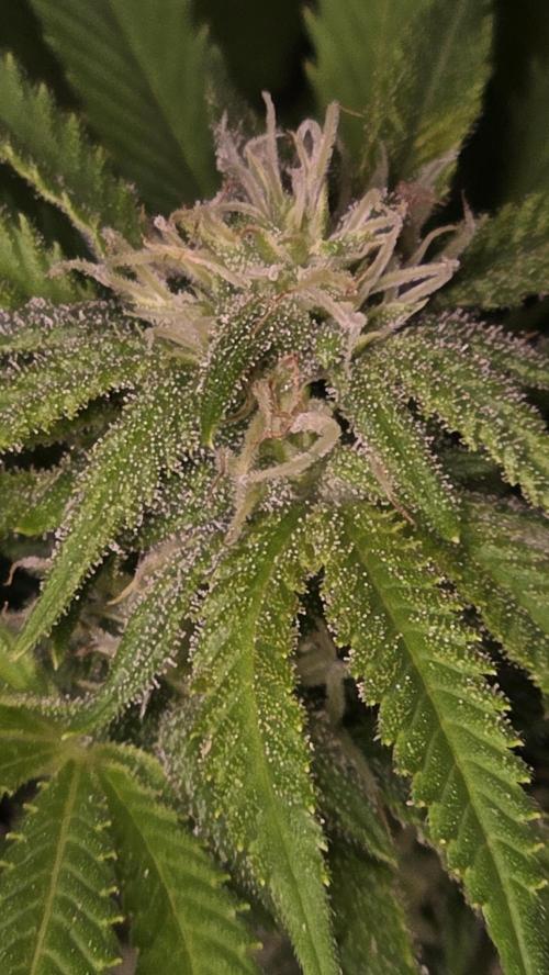 Watermelon Zkittlez Auto. Week 13