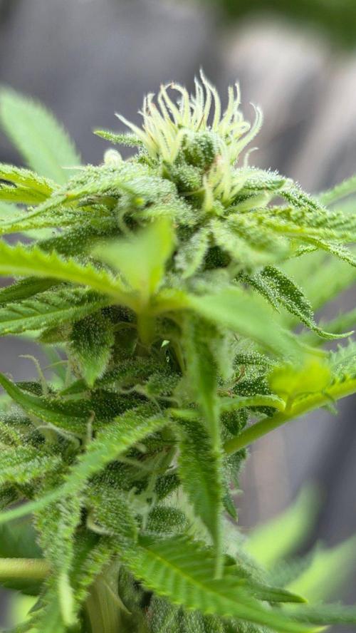 Watermelon Zkittlez Auto. Week 14