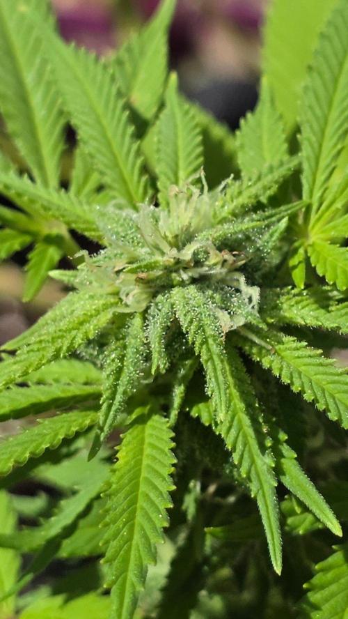 Watermelon Zkittlez Auto. Week 14