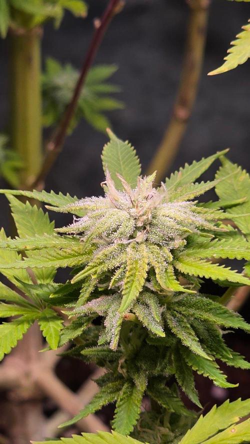 Watermelon Zkittlez Auto. Week 15