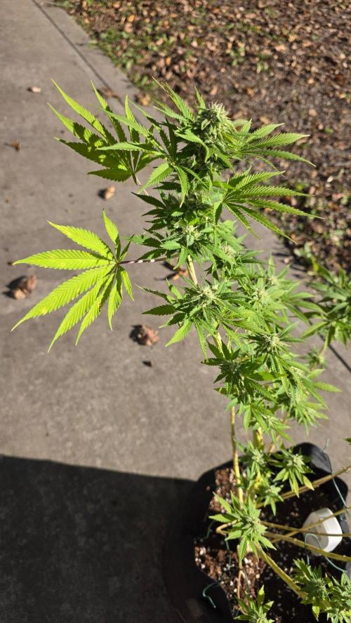 Watermelon Zkittlez Auto. Week 15