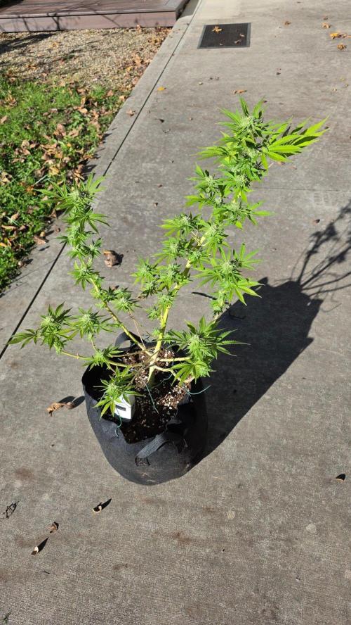 Watermelon Zkittlez Auto. Week 15