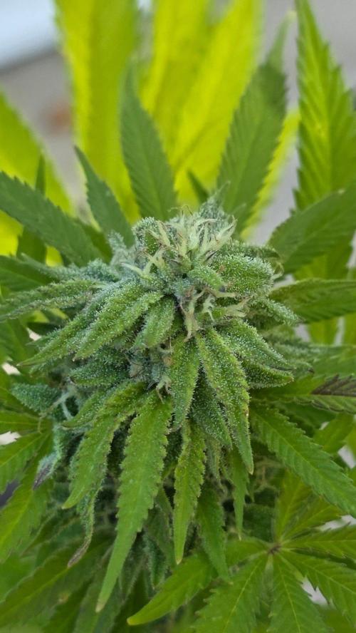 Watermelon Zkittlez Auto. Week 16