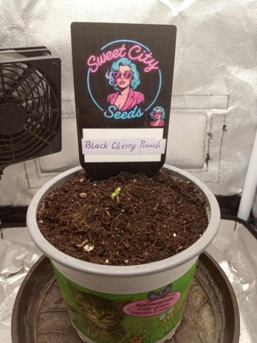 Sweet City Seeds. Week 0