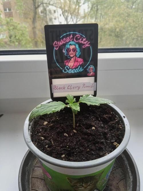Sweet City Seeds. Week 1