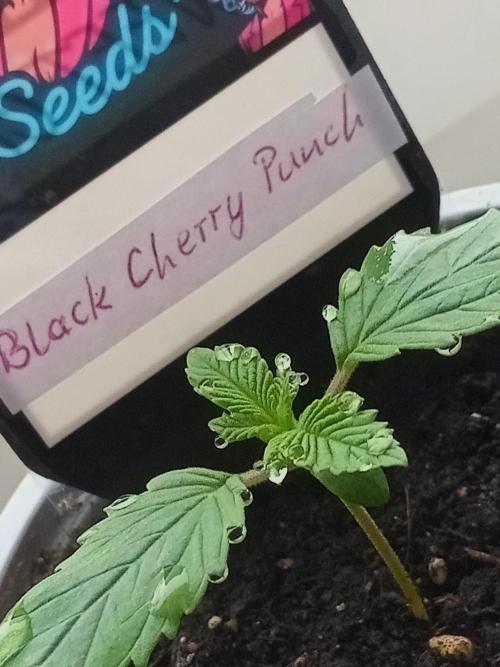 Sweet City Seeds. Week 1
