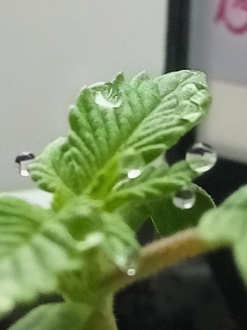 Sweet City Seeds. Week 1