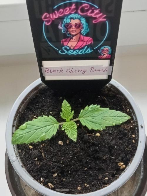 Sweet City Seeds. Week 1