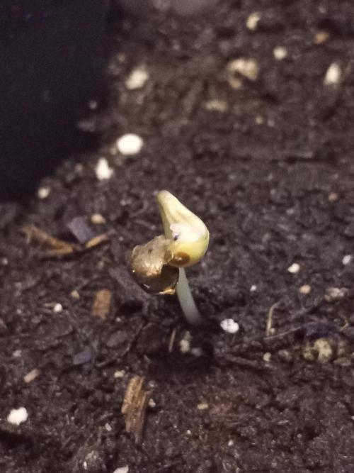 Sweet City Seeds. Week 0