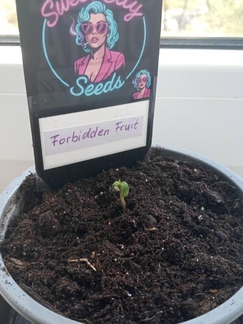 Sweet City Seeds. Week 0