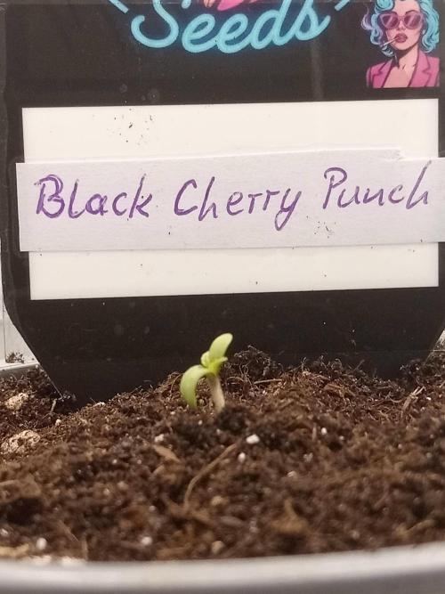 Sweet City Seeds. Week 0