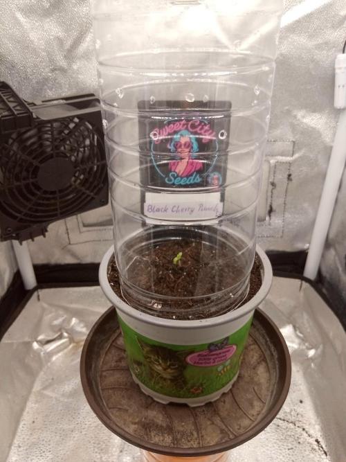 Sweet City Seeds. Week 0