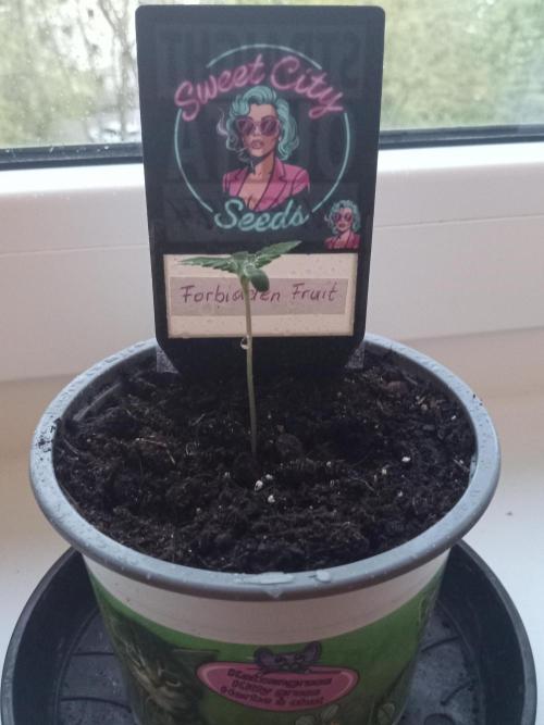 Sweet City Seeds. Week 0
