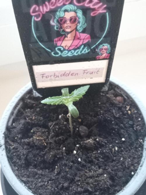 Sweet City Seeds. Week 0