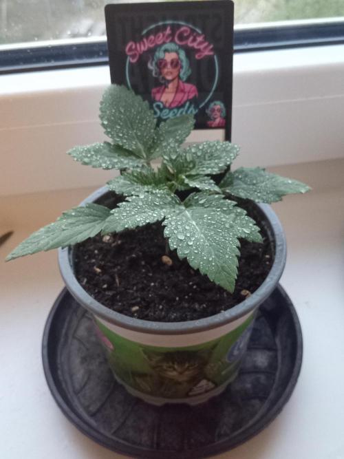 Sweet City Seeds. Week 1