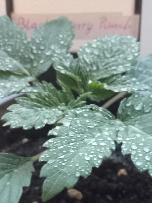 Sweet City Seeds. Week 1