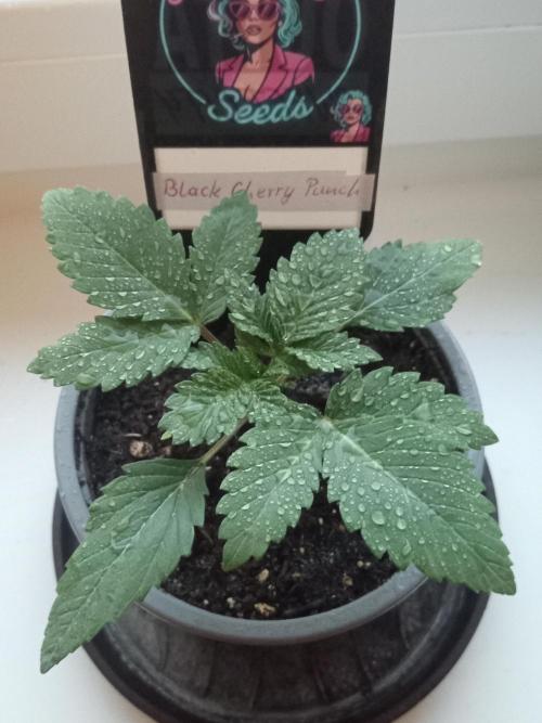 Sweet City Seeds. Week 1