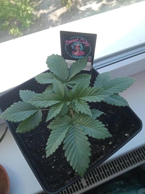 Sweet City Seeds. Week 2